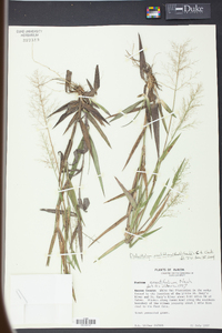 Panicum erectifolium image