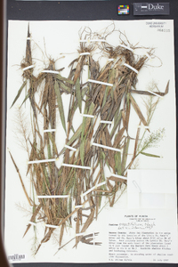 Panicum erectifolium image