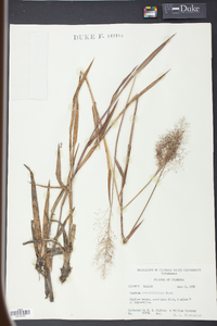 Panicum erectifolium image