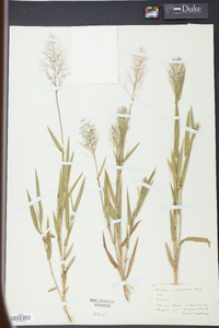 Panicum erectifolium image