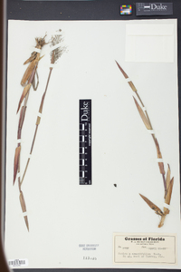 Panicum erectifolium image