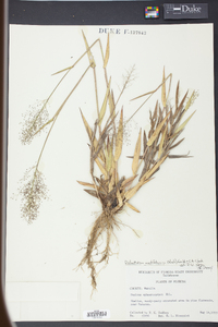 Panicum erectifolium image