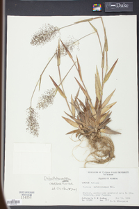 Panicum erectifolium image