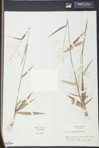 Panicum equilaterale image