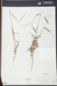 Panicum equilaterale image