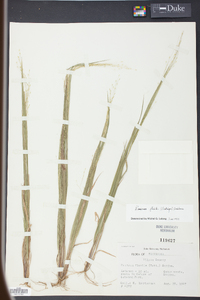 Panicum flexile image