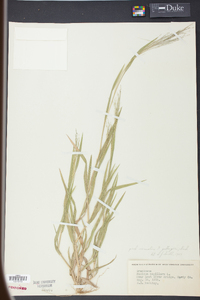 Panicum gattingeri image