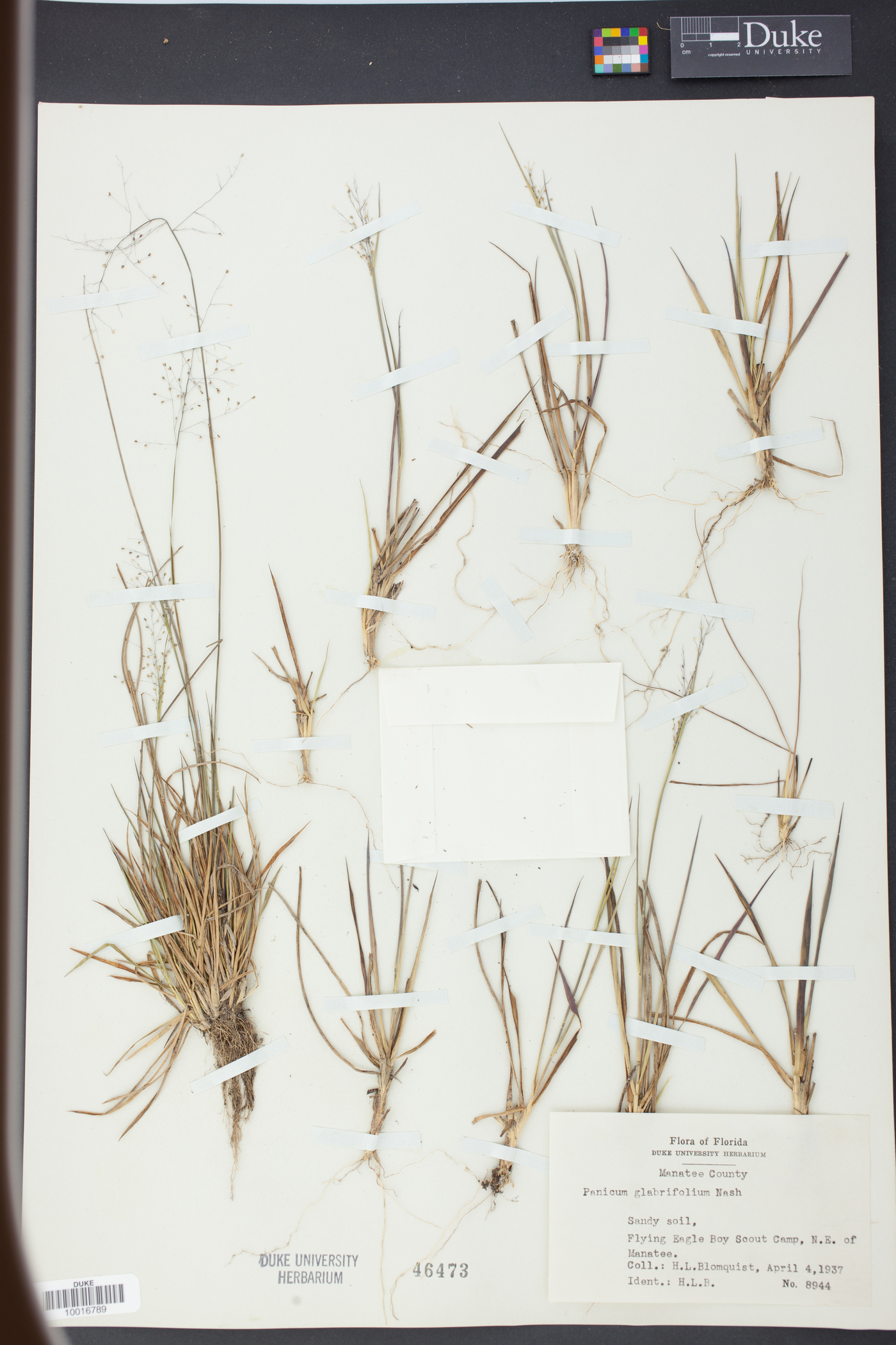 Panicum glabrifolium image