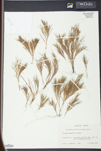 Panicum glabrifolium image