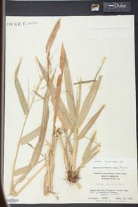 Panicum gymnocarpon image