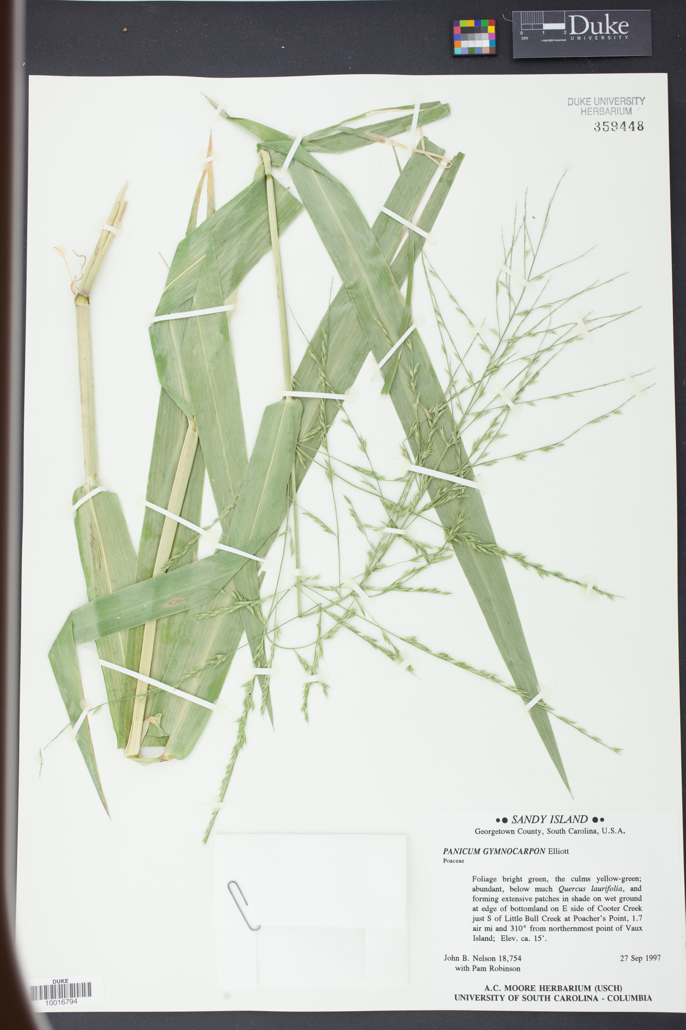 Panicum gymnocarpon image