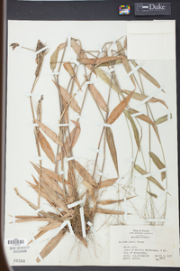 Panicum joorii image