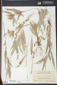 Panicum joorii image