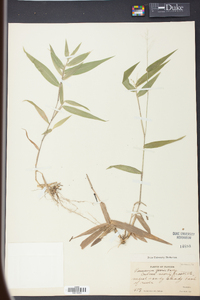 Panicum joorii image