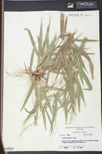 Panicum joorii image