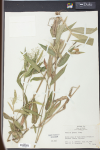 Panicum joorii image