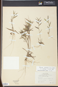 Panicum lancearium image