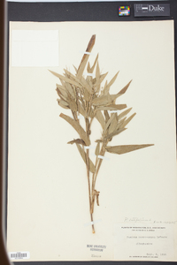 Panicum latifolium image