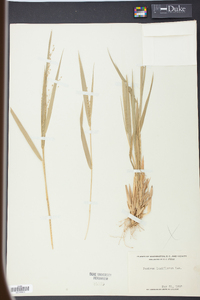 Panicum laxiflorum image