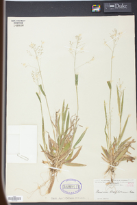 Panicum laxiflorum image