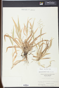 Panicum laxiflorum image