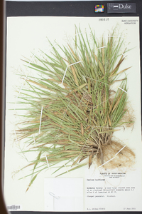 Panicum laxiflorum image