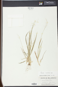 Panicum laxiflorum image