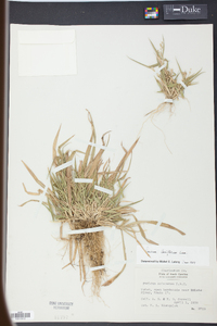 Panicum laxiflorum image