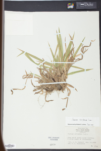 Panicum laxiflorum image