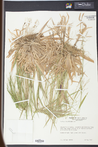 Panicum laxiflorum image