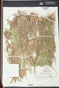 Panicum laxiflorum image