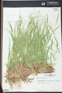 Panicum laxiflorum image