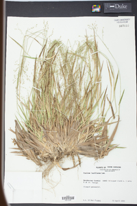 Panicum laxiflorum image