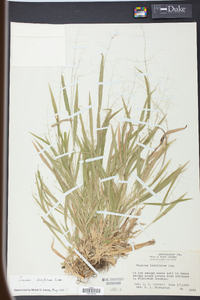 Panicum laxiflorum image