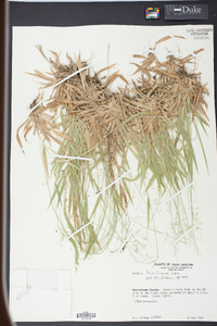 Panicum laxiflorum image