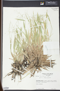 Panicum laxiflorum image