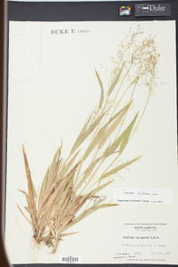 Panicum laxiflorum image