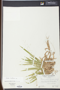 Panicum laxiflorum image