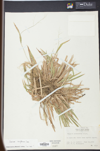 Panicum laxiflorum image