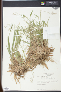 Panicum laxiflorum image