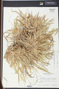 Panicum laxiflorum image