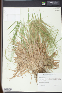 Panicum laxiflorum image