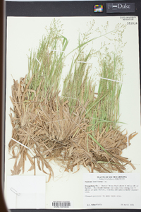 Panicum laxiflorum image