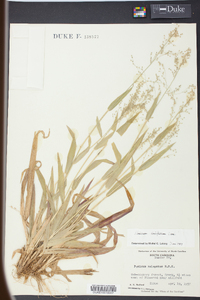 Panicum laxiflorum image