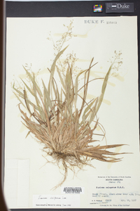 Panicum laxiflorum image