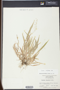 Panicum laxiflorum image