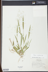 Panicum laxiflorum image