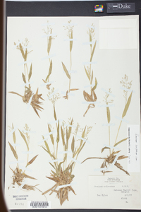 Panicum laxiflorum image