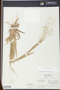 Panicum laxiflorum image