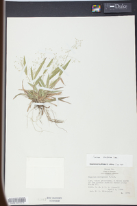 Panicum laxiflorum image